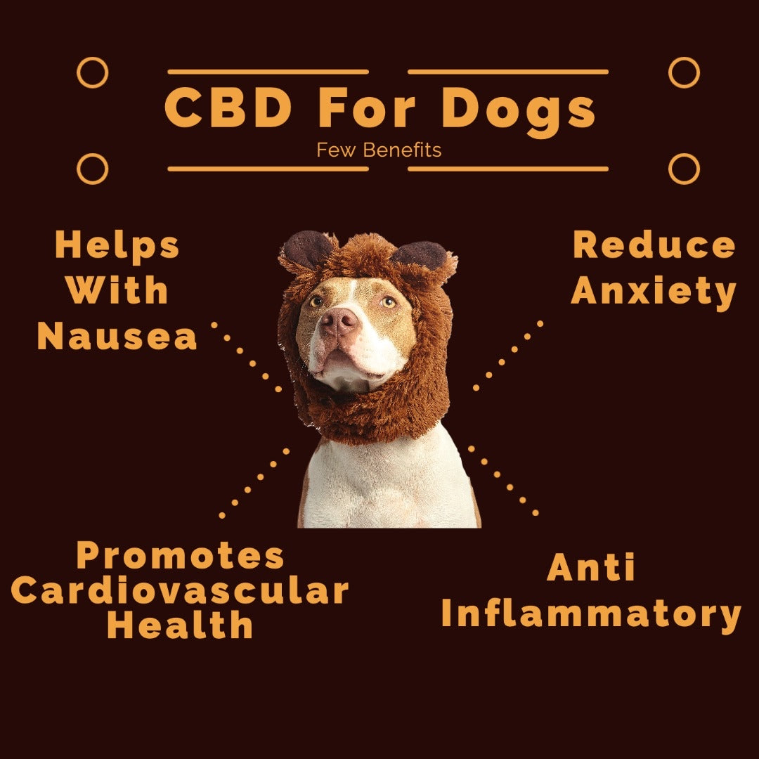 CBD Pet Therapy